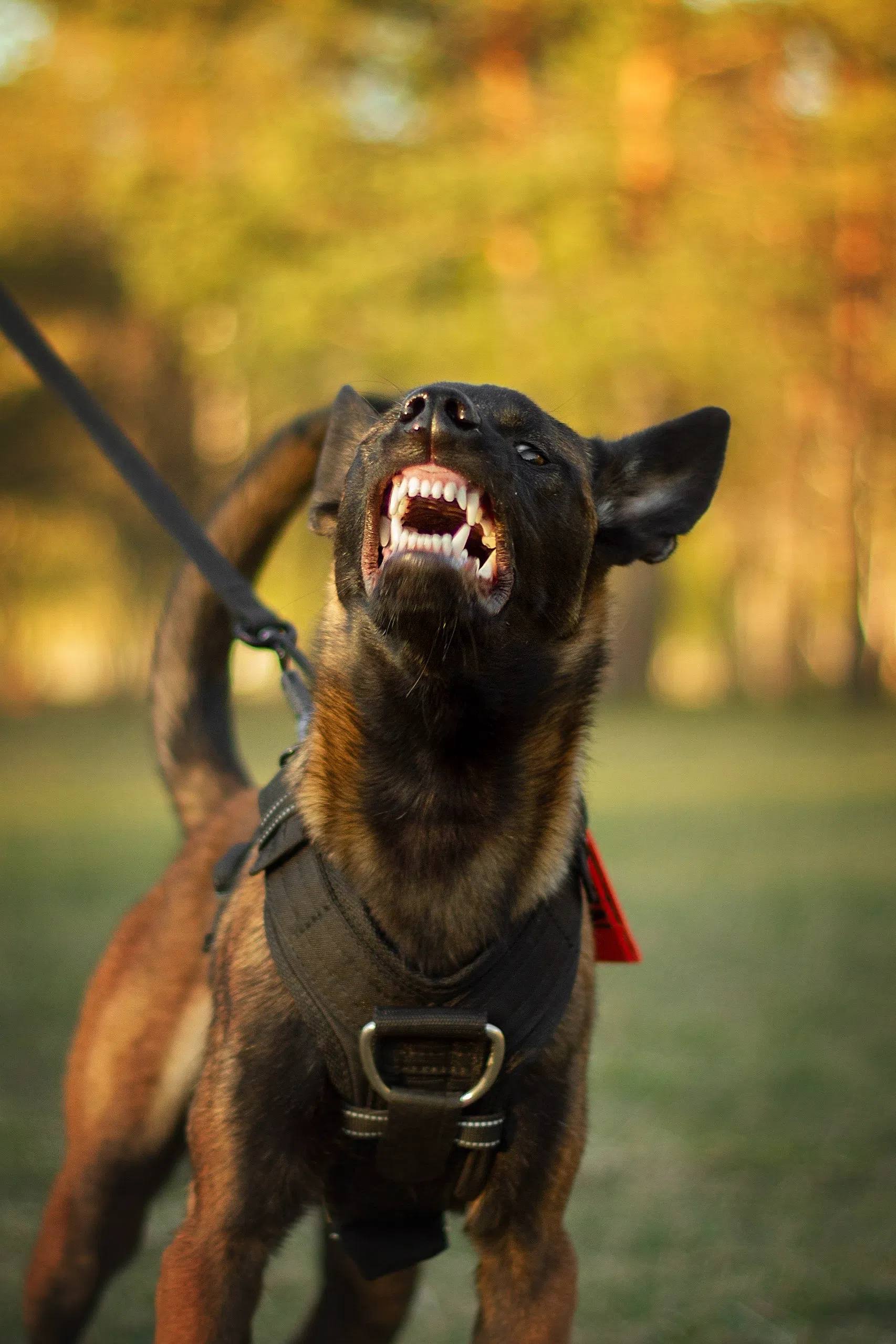 Агрессивная собака